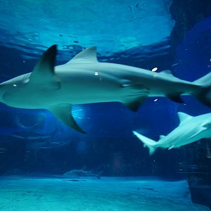 Bull Sharks
