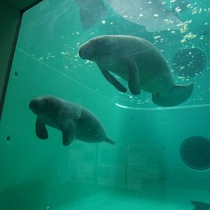 Manatee Tank