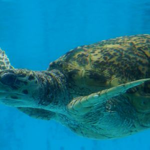 Hawksbill Sea Turtle