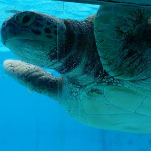 Green Sea Turtle
