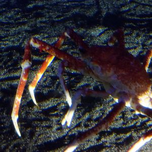 Japanese Spider Crab