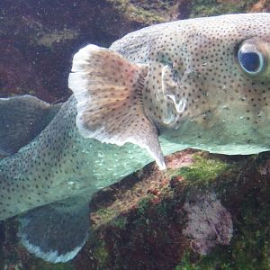 Spotfin Porcupinefish