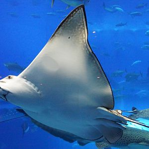 Spotted Eagle Ray