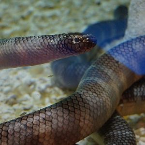 Black-Banded Sea Krait