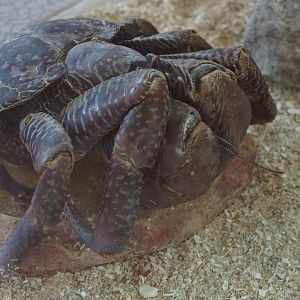 Coconut Crab