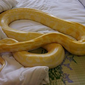 Golden Python