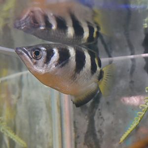Banded Archerfish