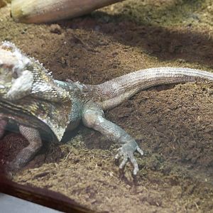 Frilled Lizard