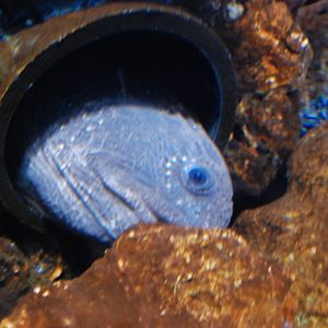 Bering Wolffish