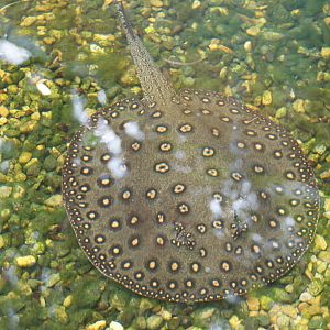 Ocellate River Stingray