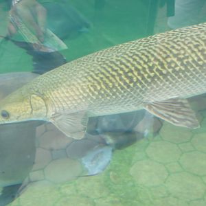 Alligator Gar