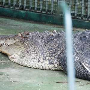 Saltwater Crocodile