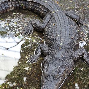 Siamese Crocodile