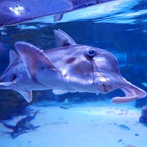 Australian Ghost Shark