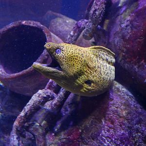 Giant Moray