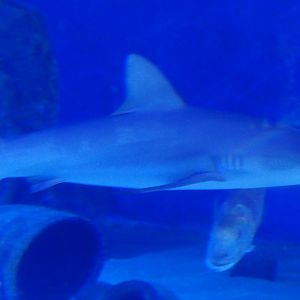 Grey Reef Shark