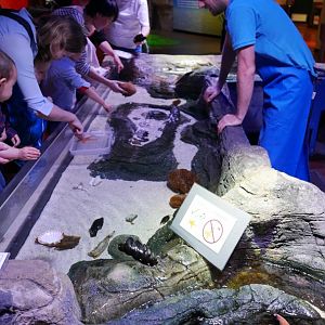 Touch Tank