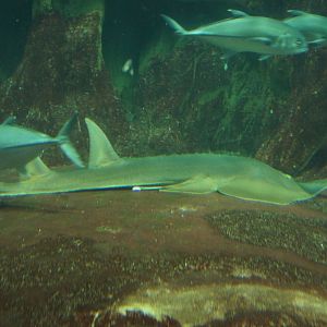Giant Shovelnose Ray