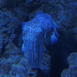 Cuttlefish