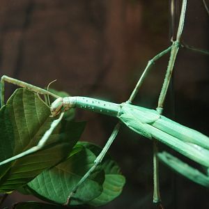 Stick Insect