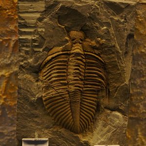 Trilobite Fossil