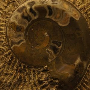 Ammonite Fossil