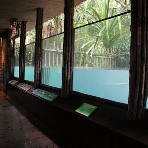 Saltwater Crocodile Exhibit