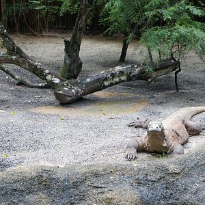 Komodo Dragon Exhibit