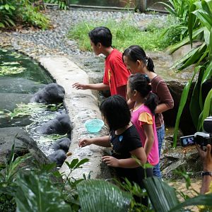 Manatee Feeding