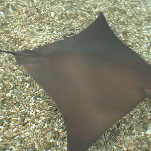 Cownose Ray