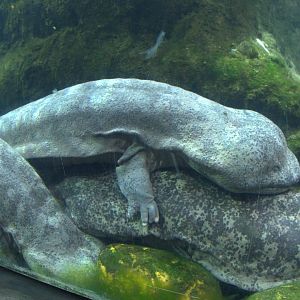 Chinese Giant Salamander
