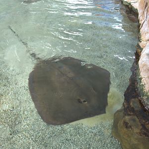 Pink Whipray