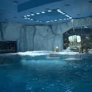 Polar Bear Exhibit