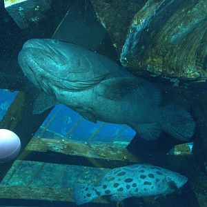 Giant Grouper
