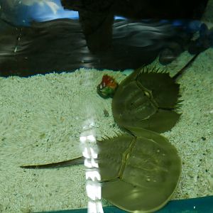 Horseshoe Crabs