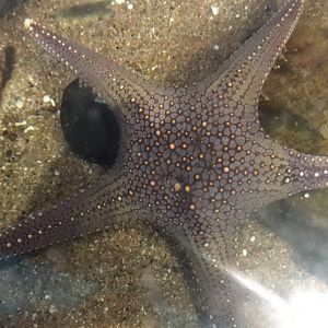 Sea Star