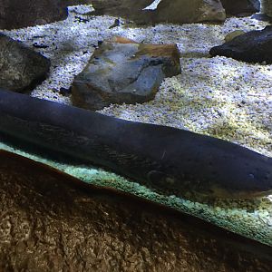 Electric Eel