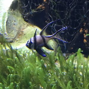 Banggai Cardinalfish