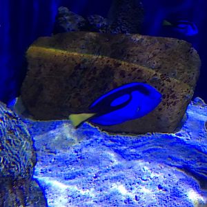 Regal Tang