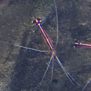 Pacific Cleaner Shrimp