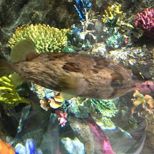 Longspine Porcupinefish