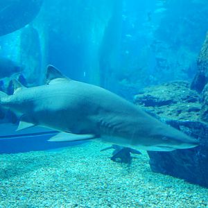 Sand Tiger Shark