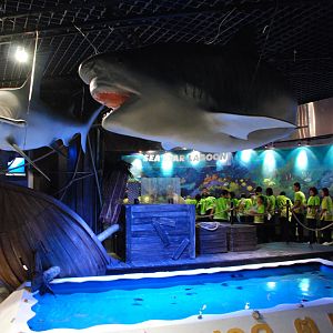 Baby Sea Turtle Pool