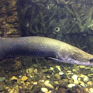 Arapaima