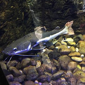 Redtail Catfish