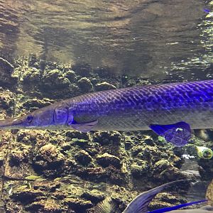 Alligator Gar