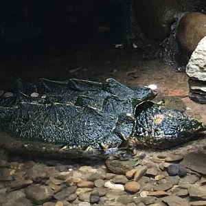 Alligator Snapping Turtle