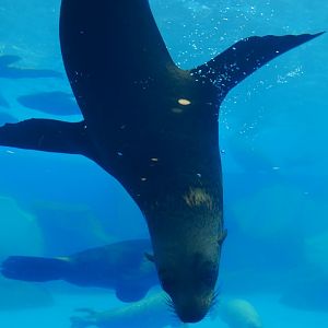 California Sea Lion