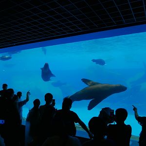 Sea Lion Exhibit