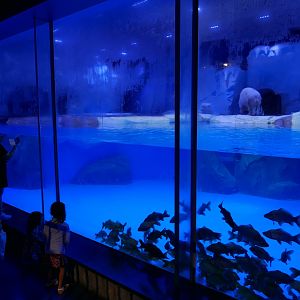 Polar Bear Exhibit